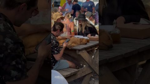 Golden Retriever Puppy Takes a Picnic Table Nap || ViralHog
