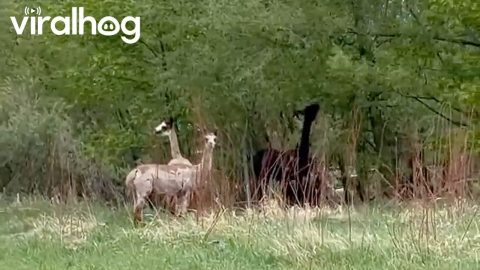 Llamas and Alpacas on the Trail Cross Over River || ViralHog