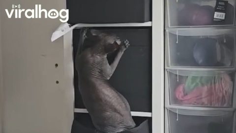 Cat Gets His Belly Stuck Climbing Into Box || ViralHog