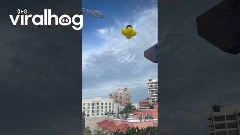 Balloons Move Straight Into Outstretched Hand || ViralHog