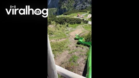 Sheltie Goes Down Giant SLide || ViralHog