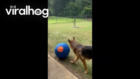 German Shepherd Plays With Giant Ball || ViralHog