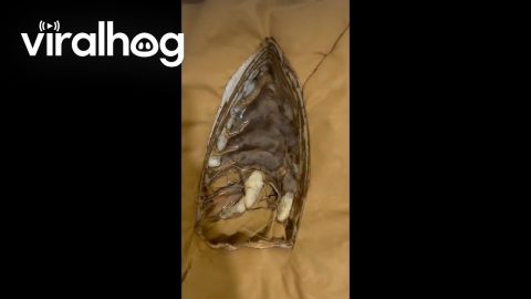 Clothing Iron Mishap Makes Forbidden Tiramisu || ViralHog