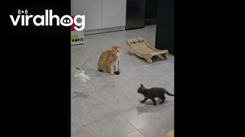 Resident Cat Babysits New Foster Kitten || ViralHog