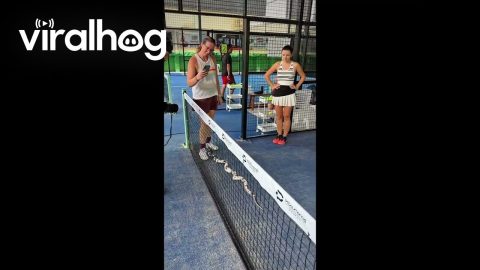 Curious Cobra Slithers Through Padel Court Net || ViralHog