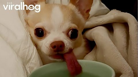 Lopsided Cup Pup || ViralHog