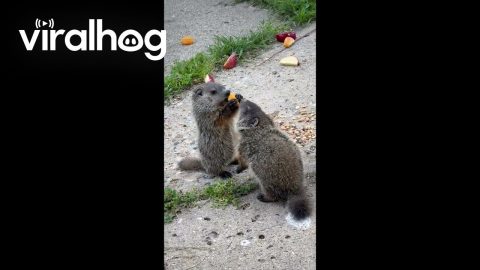 Baby Groundhogs Munch on Fruit || ViralHog