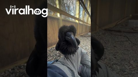 Rescued Raven Learned To Replicated Keeper's Voice || ViralHog
