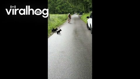 Mama Bear Waits on Her Cubs || ViralHog