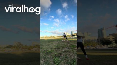 Sprint Starts By Dodging Tripped Dog || ViralHog