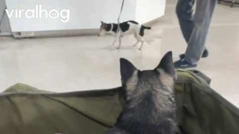 Tiptoeing Dog || ViralHog