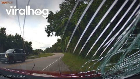 Tree Falls Right in Front of Moving Vehicle || ViralHog