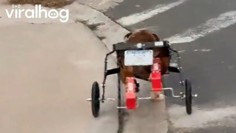 It's Called a "Bull-Dozer" || ViralHog