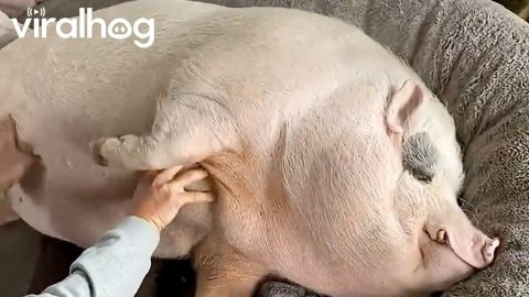 Mr. Pig Loves Belly Rubs || ViralHog