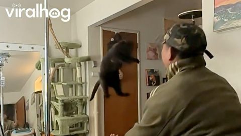 Black Cat Trains for Long Jump World Record || ViralHog