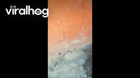 Little Lizard Plays Dead || ViralHog