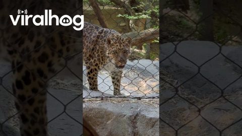 Leopard Comes To Check On Crying Baby || ViralHog