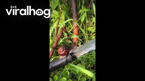 Snail on a Water Hose || ViralHog