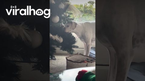 Sneaky Pup Steals Ornament Off of Christmas Tree || ViralHog