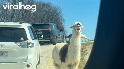 Llama Thinks He's Too Good For Their Snacks || ViralHog