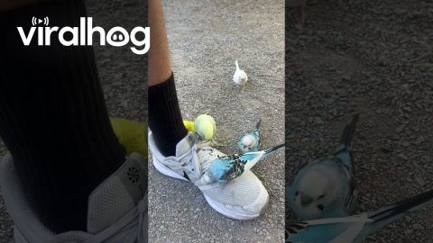 Parakeets Obsessed With Man's Shoes || ViralHog