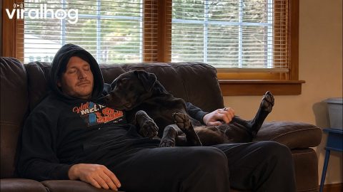 Dog Trying to Get Dad's Attention || ViralHog