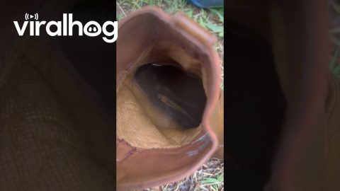 Kid Keeping Fish in His Boot || ViralHog