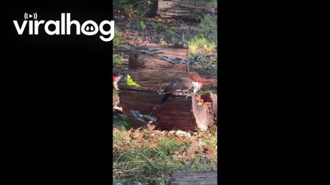 Woodpeckers Working Through a Log in My Backyard || ViralHog
