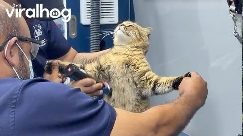 Cat Has Spiritual Experience at the Groomer || ViralHog