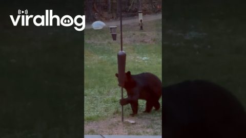 Black Bear Tears Down Feeder || ViralHog