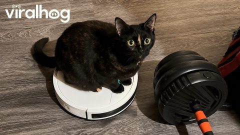 Clever Cat Rides Robot Vacuum || ViralHog