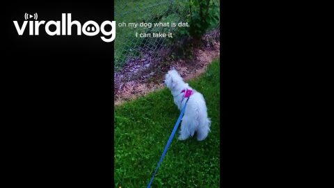 Puppy Wants All the Smoke || ViralHog