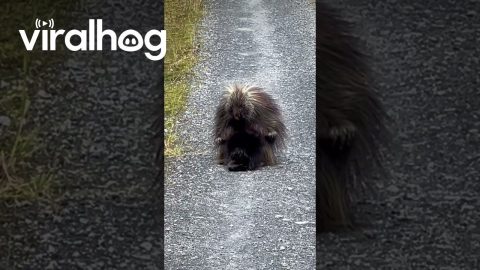 Baby Porcupine Starts Nursing After Hiding Behind Mama || ViralHog