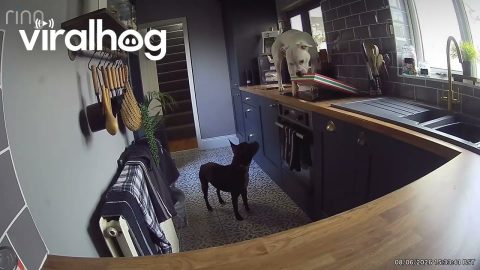 Dog Jumps Up On Counter And Knocks Pizza Down || ViralHog