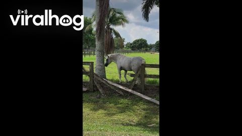 Itchy Horse Breaks Fence || ViralHog