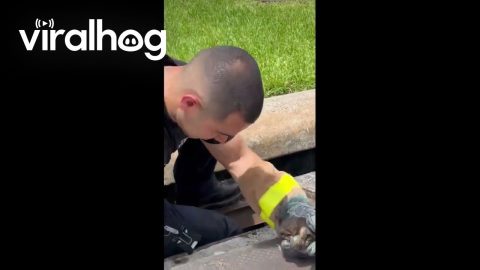 Firefighter Rescues Kitten From Storm Drain In Spring Texas || ViralHog