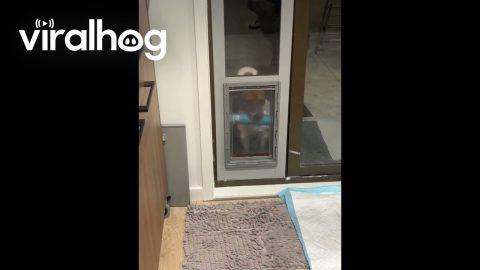 Dog Wants to Bring His Toy in Too || ViralHog