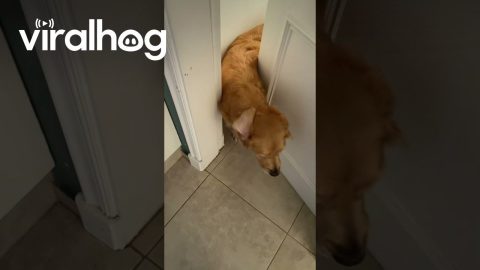 Golden Retriever Puppies Pile Out From Opened Door || ViralHog