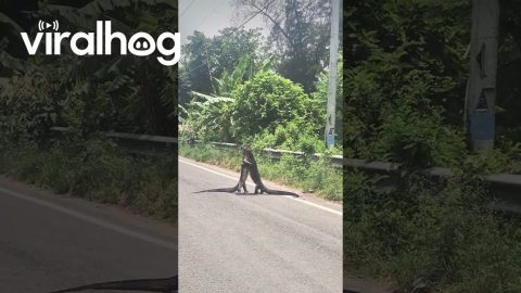 Two Monitor Lizards Wrestling on the Road || ViralHog