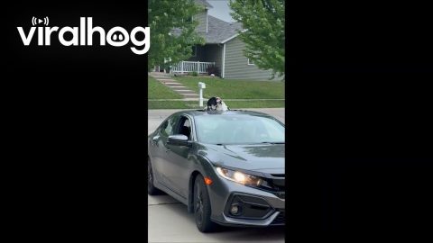 Great Dane Peaking Though Her "Sunwoof" || ViralHog