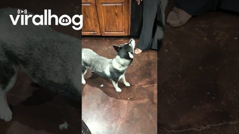 Dog Gets Upset At Stolen Cheese Tax || ViralHog