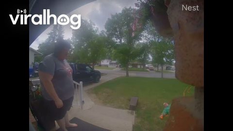 Pitbull Chases Squirrel and Yanks Owner From Front Steps || ViralHog