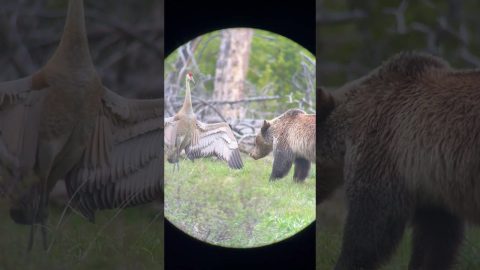Sandhill Crane Stands Off Against Grizzly Bear || ViralHog