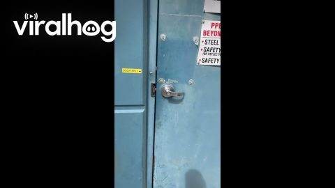 Golden Retriever Opens the Door for Delivery Man || ViralHog