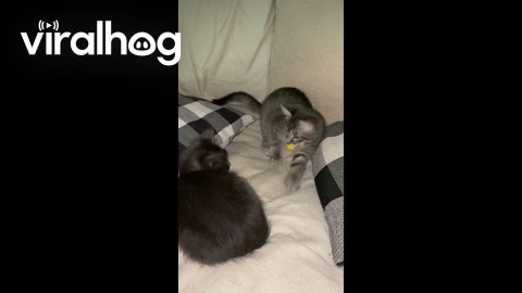 Small Kitten Plays With Yellow Ball || ViralHog