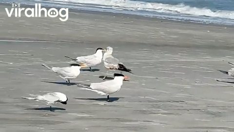 Bird Chooses Mischief And Rams Into Backside || ViralHog