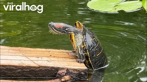 Turtle Falls Off Log After Heroic Climbing Attempt || ViralHog