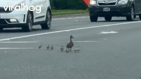 Woman Helps Duck Family Skedaddle Off Busy Street || ViralHog