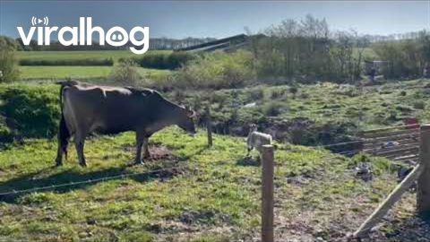 Feisty Goat Versus Curious Cow || ViralHog