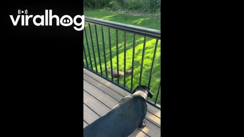 Turkey Chases Dog Through Backyard || ViralHog